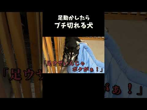 足動かしたらブチ切れる犬01