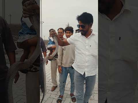 Monitor Lizard 🦎 Aur Balck Cobra Rescue #cobra #snake