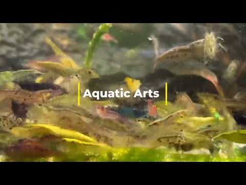 Aquatic arts. Neocaridinia Explosion 