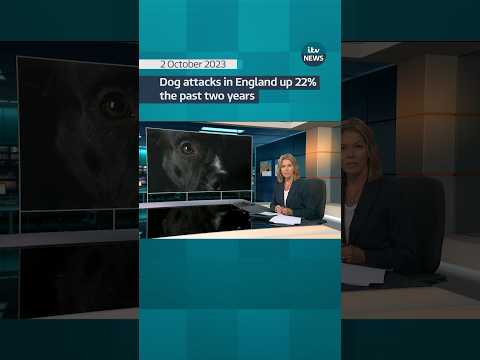 Dog attacks in England rise 22% in two years #itvnews #news #dogs #xlbully