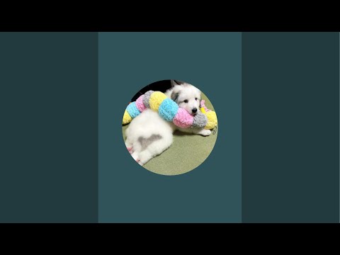 ドレミの歌グレートピレニーズ がゲリラライブ配信中！雷パニック中！！！