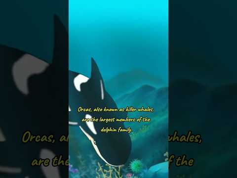 Orca #animals #sea #shorts #reels #facts #viralshorts #youtubeshorts #nature #wildlife #pets