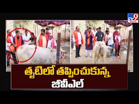 BJP MP GVL Narasimha Rao narrowly escapes after cow tries to attack him