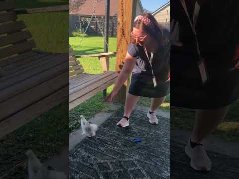 Chickens 🐓 Come see your momma! #shortsfeed #animals #shorts