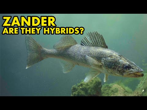 Are Zander Hybrids? : FISH MYTHS UK Are zander in the UK a hybrid fish, lets find out!

Buy my new book - https_//www.bloomsbury.com/uk/