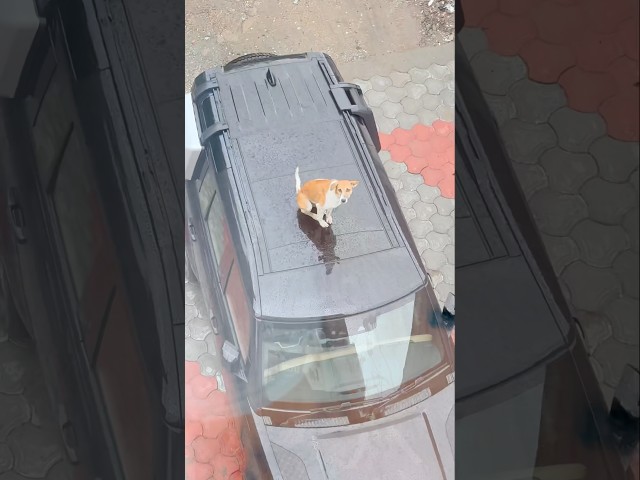 Dogesh beta gadi pe 😁