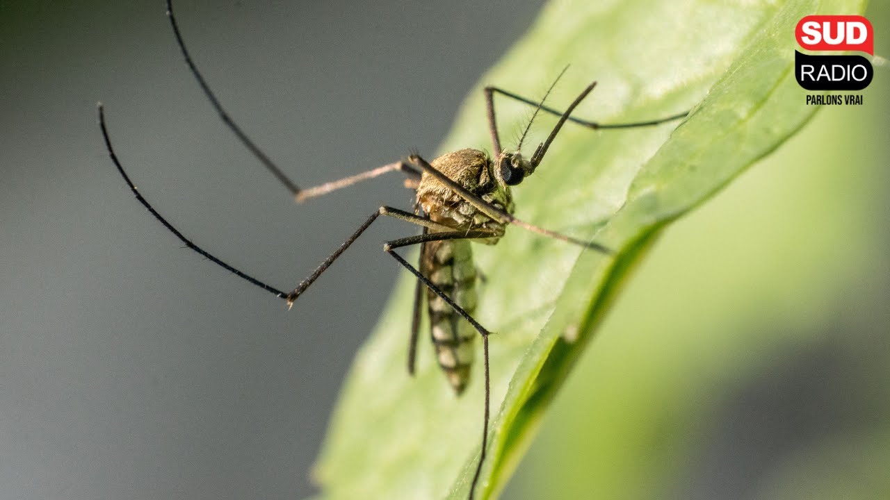 A Brive, des milliers de moustiques tigres mâles stérilisés lâchés en ville