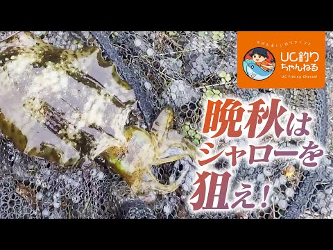 ショアジギ&エギングで晩秋の釣りをエンジョイしよう！