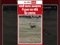 WildLife Sanctuary: गांधी सागर अभ्यारण में हुआ नए चीते का स्वागत | ABP NEWS SHORTS  - 00:29 min - News - Video