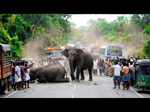 The Giant King Returns: Dramatic #Elephant #Encounter on the Highway! #elephantattack #elephant