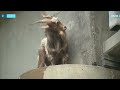 ‘Chug’ the goat reunited with owners after being stuck on bridge in Missouri  - 01:25 min - News - Video