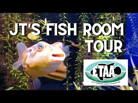 #PufferFish, #Stingray, and Even A #Caiman! #ETAA' #ETAA - East Tennessee Aquatic Association presents Board and Club Member JT's Fish Room Tour! 

His