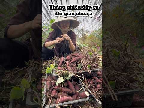 Trồng khoang lang mật của nhật được nhân sâm của hàn