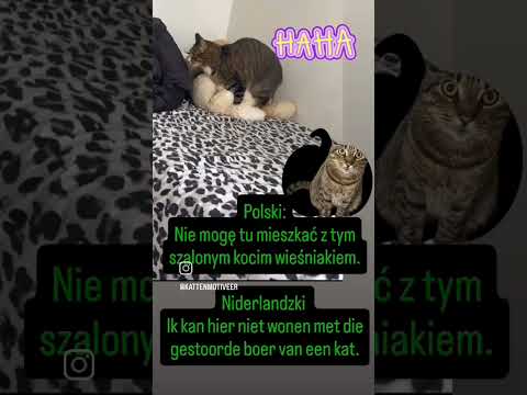 Ik kan hier niet wonen met die gestoorde boer van een kat😸😹.#kot #funny #felix #codi #dc #humor