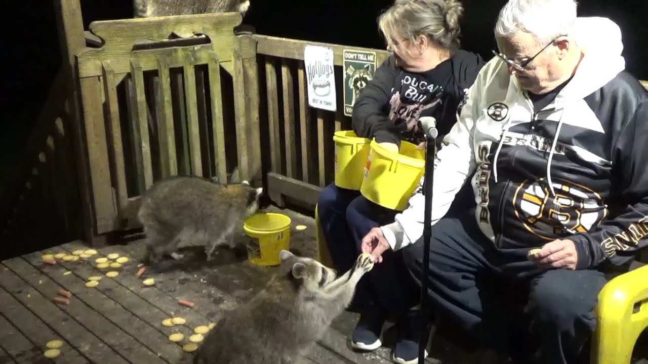 Thursday Full House of Raccoons