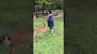 【奈良旅行】鹿さんと遊んでもらったよ