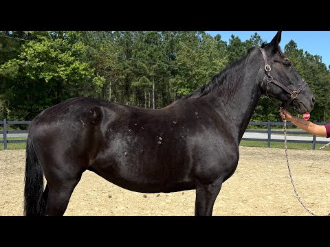 Gentle black mare driving