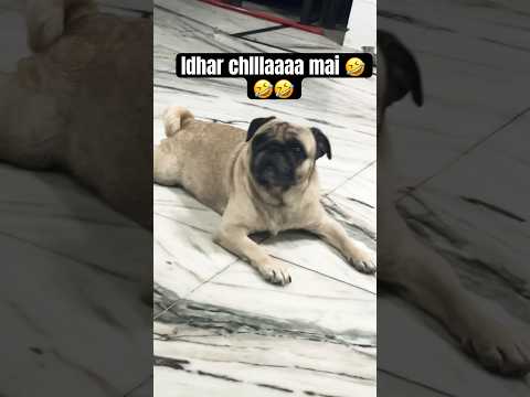 Idhar chlaa mai 🤣#ytshorts #pug #mypug #funnyanimals#funny #funnypets #2025 #comedy #funnyvideo