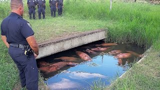 60 Странных Явлений, Которые Происходят Прямо Сейчас по Всему Миру