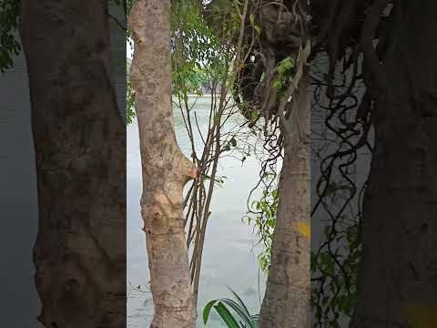 越南河內環劍湖 湖中古蹟 世界文化遺產 龜塔 #越南#河內#環劍湖#必訪#老街#公園#網美景點#東南亞#自由行