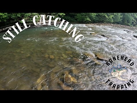 Plenty Of Trout To Catch In June! (Elk River Trout Fishing)