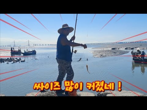 쌀쌀한 날씨속에 망둥어는 하루 하루가 다르게 커지고 입질도 왕성하네요