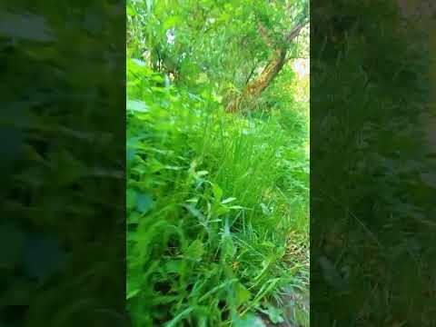 Природа#love #like#top