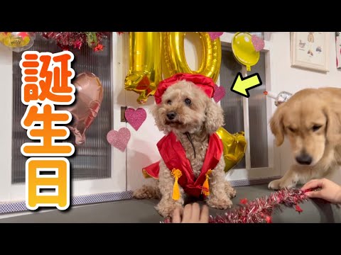 愛犬の誕生日パーティーをしたけど、バタバタすぎたww