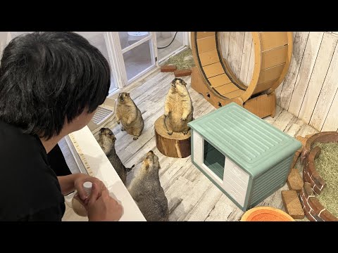 もこう、マーモットに出会う