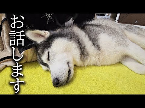 愛犬が散歩中に犬に噛まれた件についてお話します...