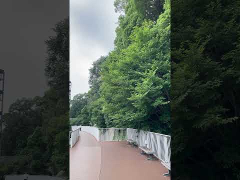 See Kobe U - 初蝉 / First cicadas