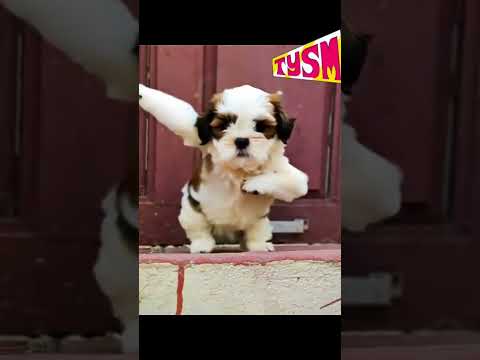 😁😍 SHITZU STYLE DANCE 😍😁 #ganeloft039 #like #share #support #shitzu_lover #shitzu #trending #reels