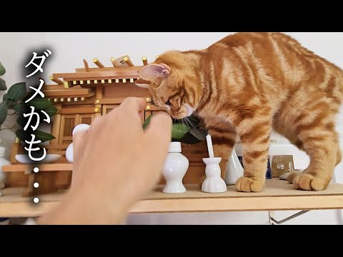外出中に警報がなったので急いで家に引き返したら猫達が...