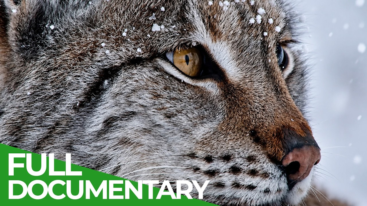 Growing Up Wild | Wildest Survival | Free Documentary Nature