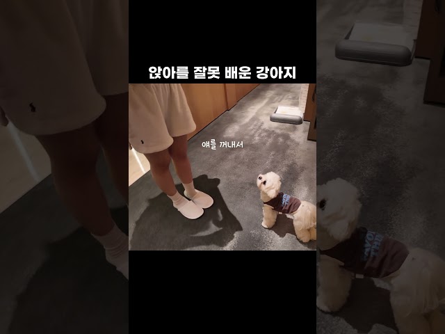 (480만뷰)앉아를 잘못 배운 강아지 #shorts