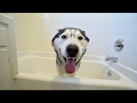 What Bathing My Husky Looks Like!