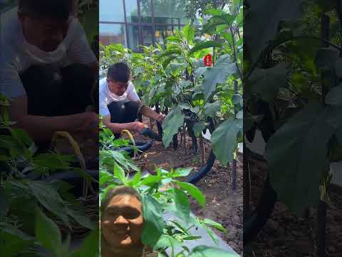 Mơ Ước Nhỏ Nhoi Của Em #farming