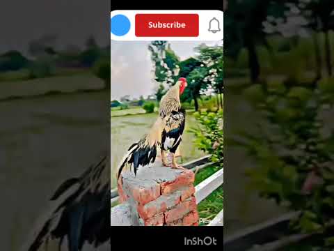 fighter murge ki video 🐔🐔🐓🐓 Khatarnak 4 murge Khatarnak murge#murge ki video