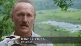 Beavers - Nature's Engineers (Documentary)