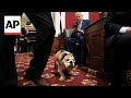 Babydog is a minor celebrity in West Virginia. Now shes enshrined in the state Capitol