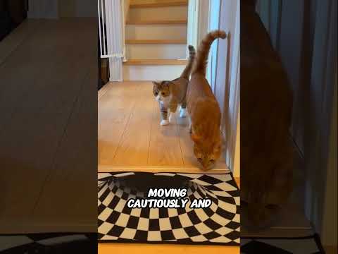 This Owner Had the Biggest Suprise for His Cats😼💔