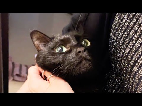 「行かないで…」と大好きなママにピタッとくっついて、離れない猫