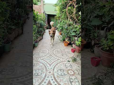 He is so adorable 🥰🤗❤️ just look at him galloping 😊🧿 #adorabledogs #doglove #dogshorts #doggielife