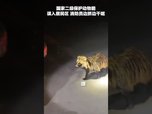 原来一丘之貉的“貉”长这样！国家二级保护动物貉误入居民区，消防员边抓边干呕…… | CCTV