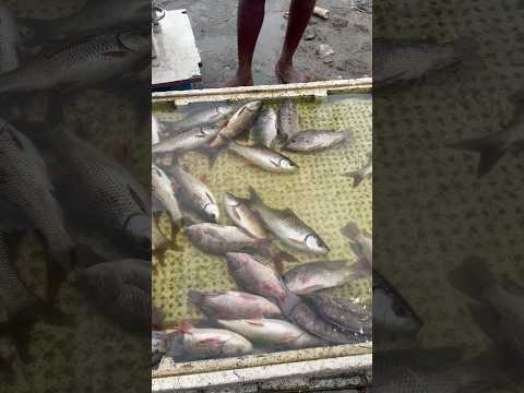 Chembarambakkam Sunday Market 🎣 Fresh Fish at Low Price 🐟 #shorts