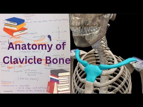 Clavicle Bone Anatomy | Explanation In Hindi | 3D Anatomy | Medical Student