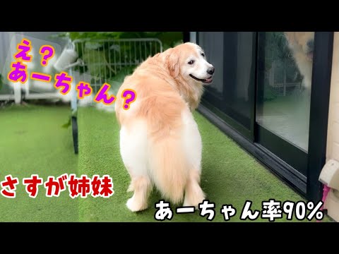 【憑依?】ぺーさんが90%あーちゃんになった日