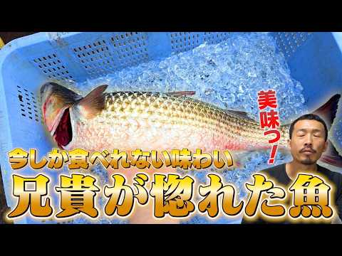【兄貴絶賛】歴代1位のボラに出会いました…