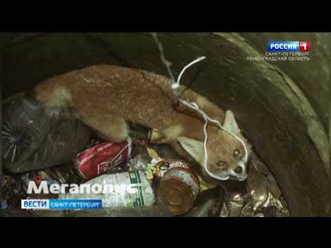 В Ломоносовском районе спасли лису, провалившуюся в пятиметровый люк