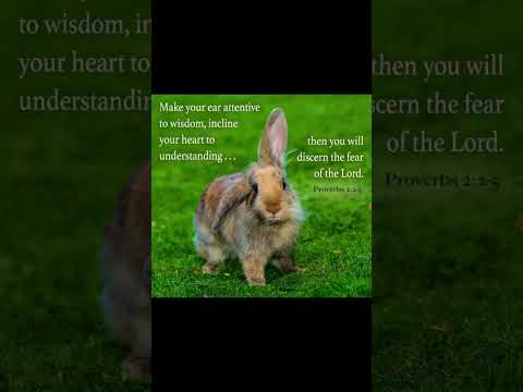 #worshipmusic #gospelmusic #christianmusic #music #bunny #christiansongs #dailybibleverse #cute